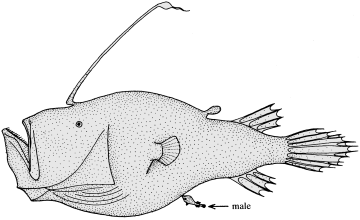 جفت گیری آنجلرفیش (Anglerfish) ماهي ماهيگير