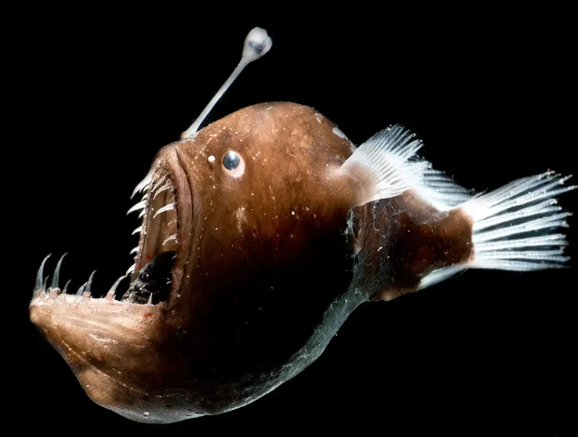 جفت گیری آنجلرفیش (Anglerfish) ماهي ماهيگير