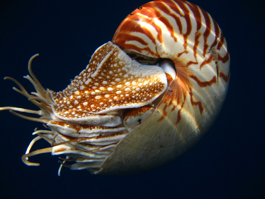 ناتیلوس