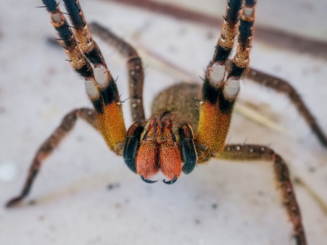 عنکبوت سرگردان برزیلی(Brazilian wandering spider)