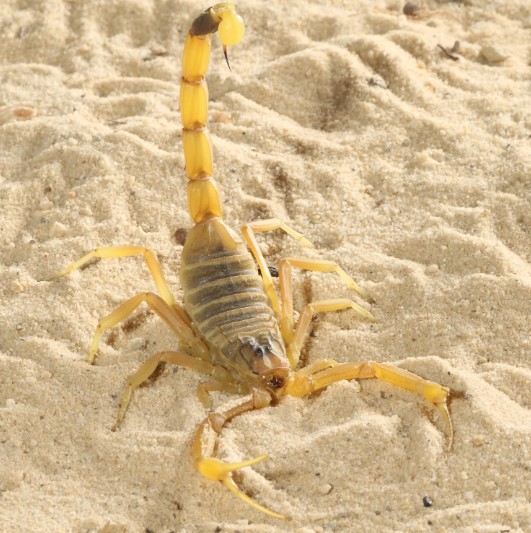 سمی ترین موجودات: عقرب مرگ (Deathstalker Scorpion)
