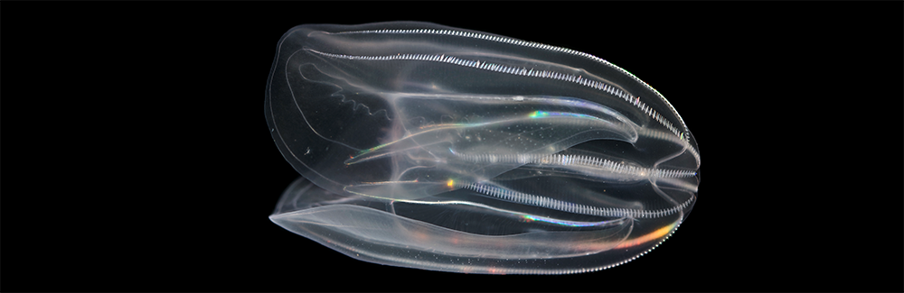 ۳. عروس دریایی شانهدار (Comb Jelly): رقص نور در دل اقیانوس