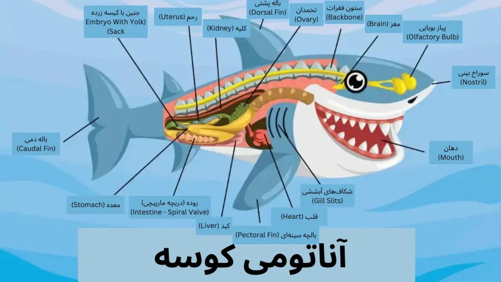 آیا کوسه استخوان دارد؟ بررسی ساختار غضروفی کوسهها