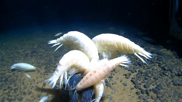 کشف راز آلیسلا ژیگانته‌آ (Alicella gigantea)