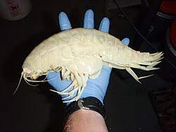 آلیسلا ژیگانته‌آ (Alicella gigantea)