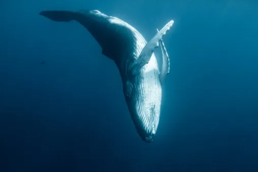 چطور نهنگ‌ها تا عمق سه هزار متری اقیانوس غواصی می‌کنند