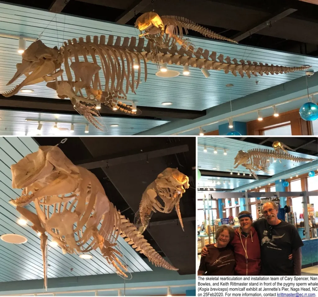 ساختار استخوانی نهنگ