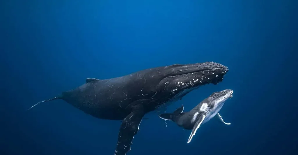 چطور نهنگ‌ها تا عمق سه هزار متری اقیانوس غواصی می‌کنند