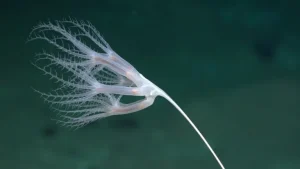 کشف ۲۰ گونه جدید در خط‌الرأس نازکا