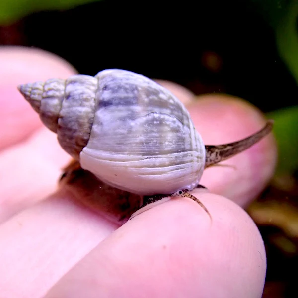 حلزون دریایی برای آکواریوم