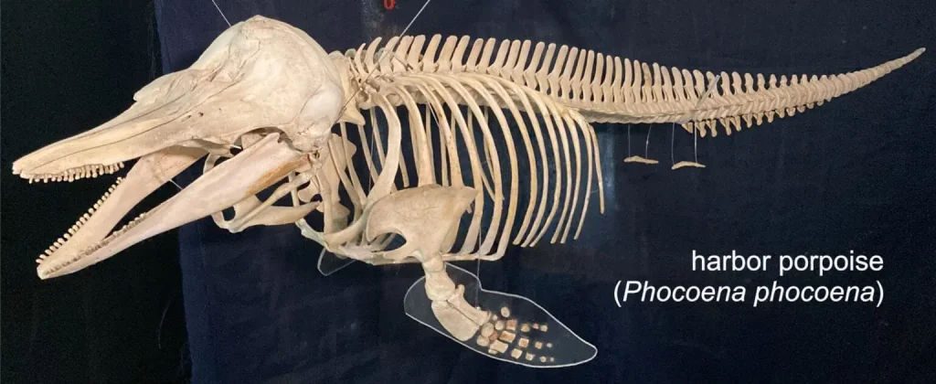 ساختار استخوانی نهنگ