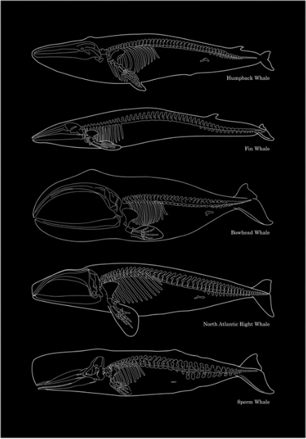 ساختار استخوانی نهنگ