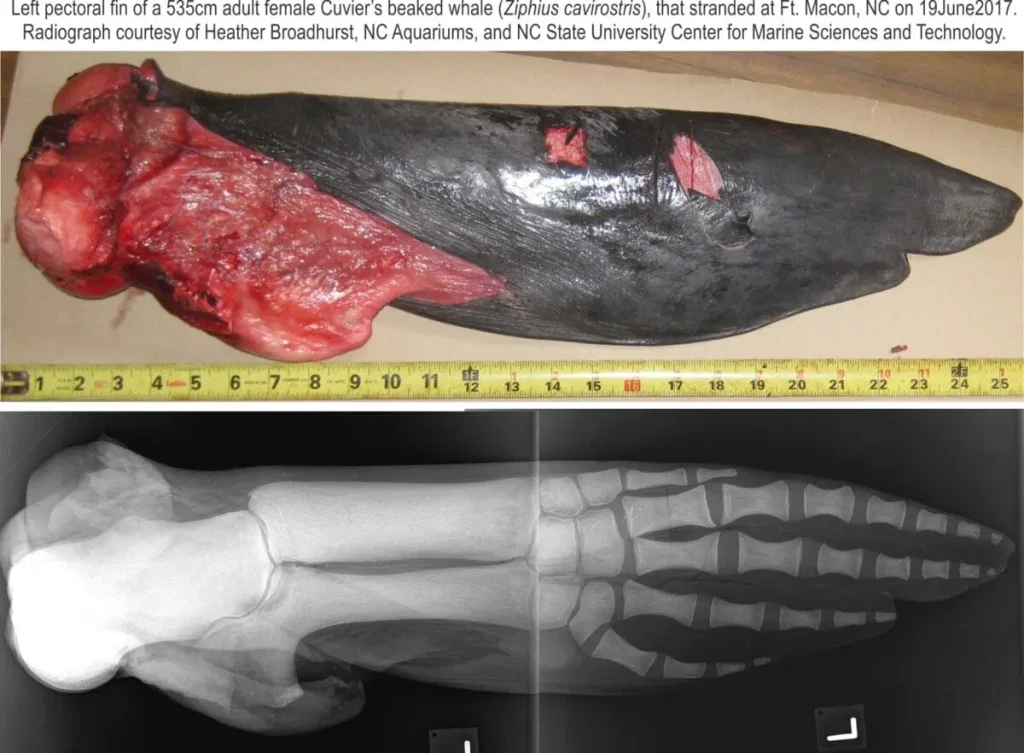 ساختار استخوانی نهنگ
